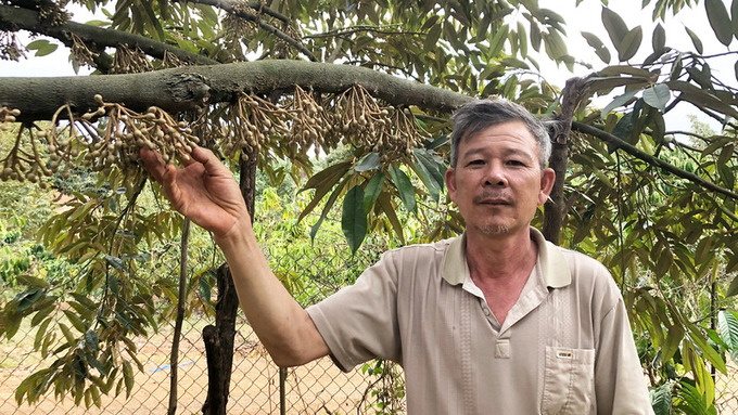 Ông Phạm Văn Nghĩa bên vườn sầu riêng đang ra hoa.