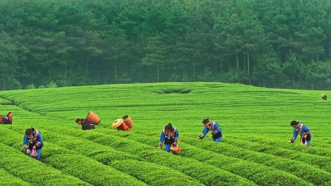 Ngoài là quê hương của những cây cầu cao nhất thế giới, Quý Châu còn được biết đến như là một trung tâm sản xuất trà của Trung Quốc
