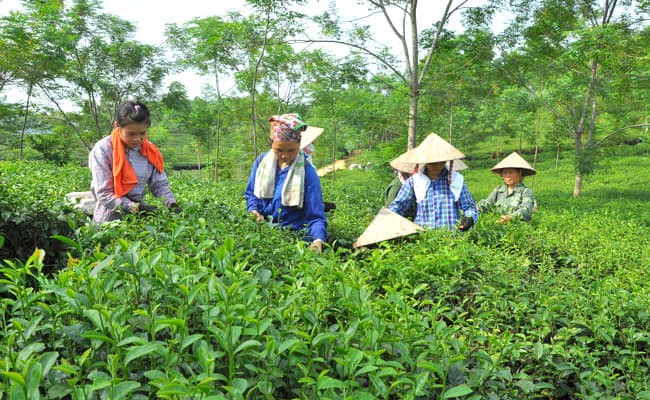 Việc chứng nhận sản phẩm công nghiệp nông thôn tiêu biểu đã mở ra những cơ hội phát triển mới, khẳng định uy tín, chất lượng, giá trị thương hiệu và tạo chỗ đứng trên thị trường cho các cơ sở sản xuất.