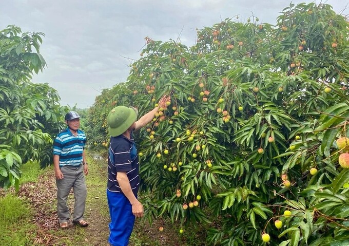 Vải thiều Thanh Hà năm 2024 dự kiến mất mùa, chỉ đạt 50% sản lượng so với năm 2023.