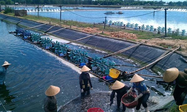 Kiến nghị ban hành quy chuẩn trong nuôi trồng thủy sản.