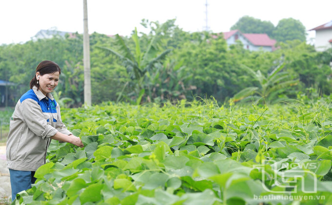 Gia đình chị Định Thị Thu (ở tổ dân phố Soi Trại, phường Đông Cao, TP. Phổ Yên) đưa cây su su vào trồng để lấy ngọn, mang lại hiệu quả kinh tế cao.