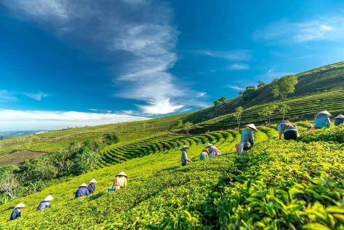 Đồi chè Gia Nghĩa hay còn gọi là đồi chè Tà Đùng, là một điểm du lịch hấp dẫn, nổi tiếng với những đồi chè xanh mướt trải dài, tạo nên một bức tranh thiên nhiên tuyệt đẹp. Ảnh: caudat