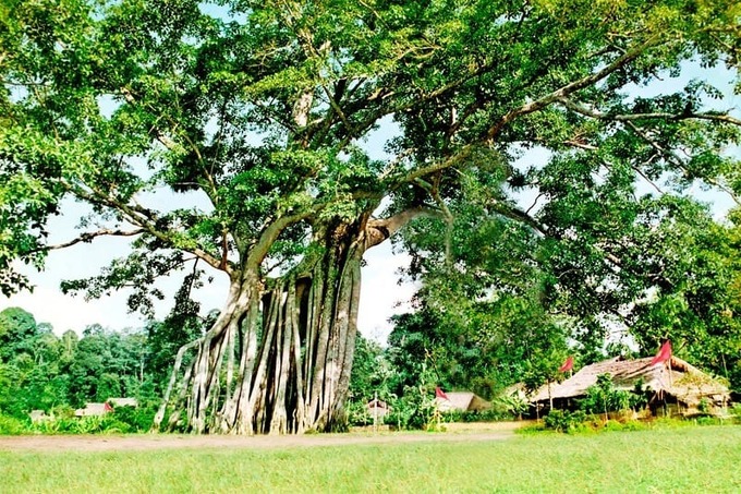 Cây đa ở Việt Nam thường chỉ trồng ở đền chùa. Ảnh minh họa