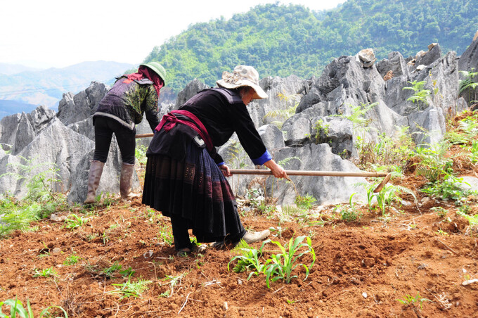 Có hơn 700 ha diện tích cây lương thực thì có tới 470 ha là diện tích gieo trồng ngô trên núi đá. Ảnh: TTXVN