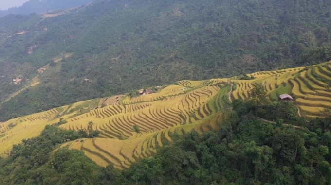 Những cánh đồng ruộng bậc thang đang vào độ chín vàng. Ảnh: Đài Phát thanh và Truyền hình tỉnh Hà Giang