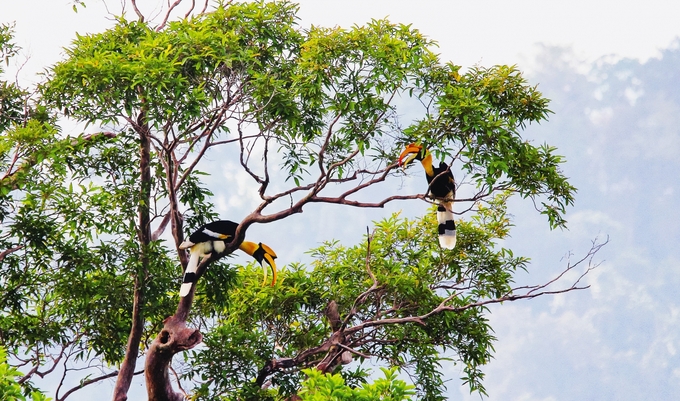 Vườn Quốc gia này có 1.729 loài động vật thuộc 238 họ, hơn 1.600 loài thực vật thuộc 710 họ (Ảnh: Internet)