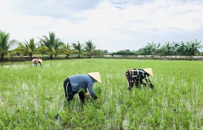 Đất nông nghiệp đang tăng giá và được nhiều doanh nghiệp săn lùng. Ảnh minh họa