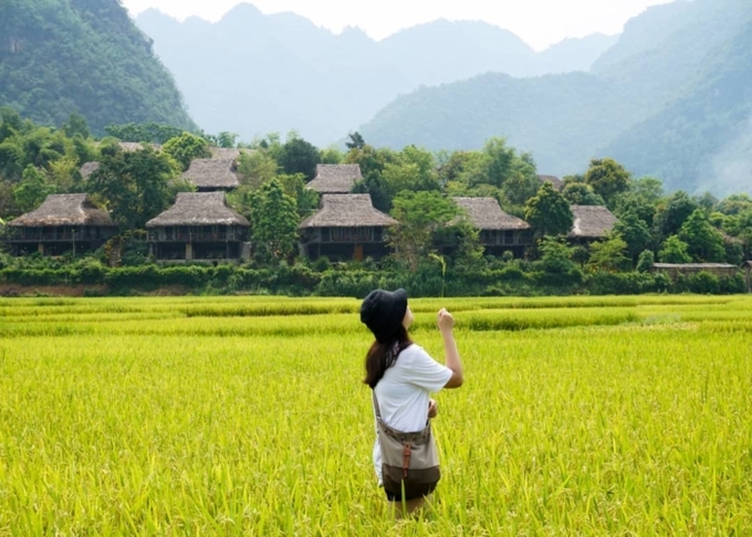 Mai Châu mùa lúa chín. Ảnh: Mai Chau Ecolodge