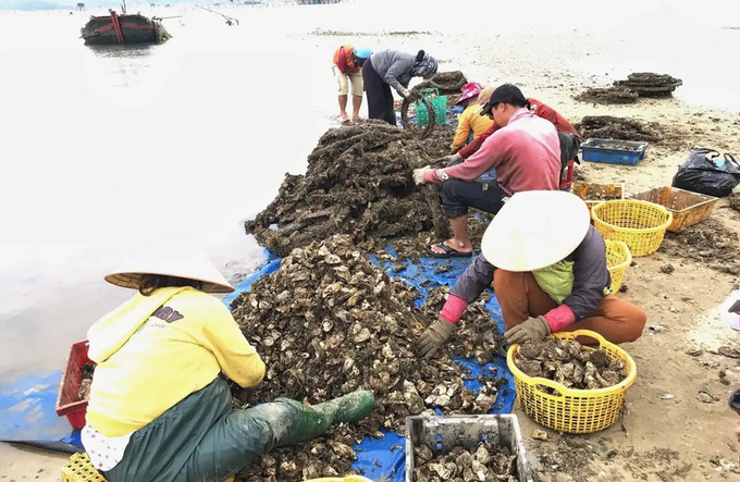 Ngư dân ở đầm Lập An với nghề nuôi hàu lâu năm. Ảnh: Báo Tài nguyên & Môi trường