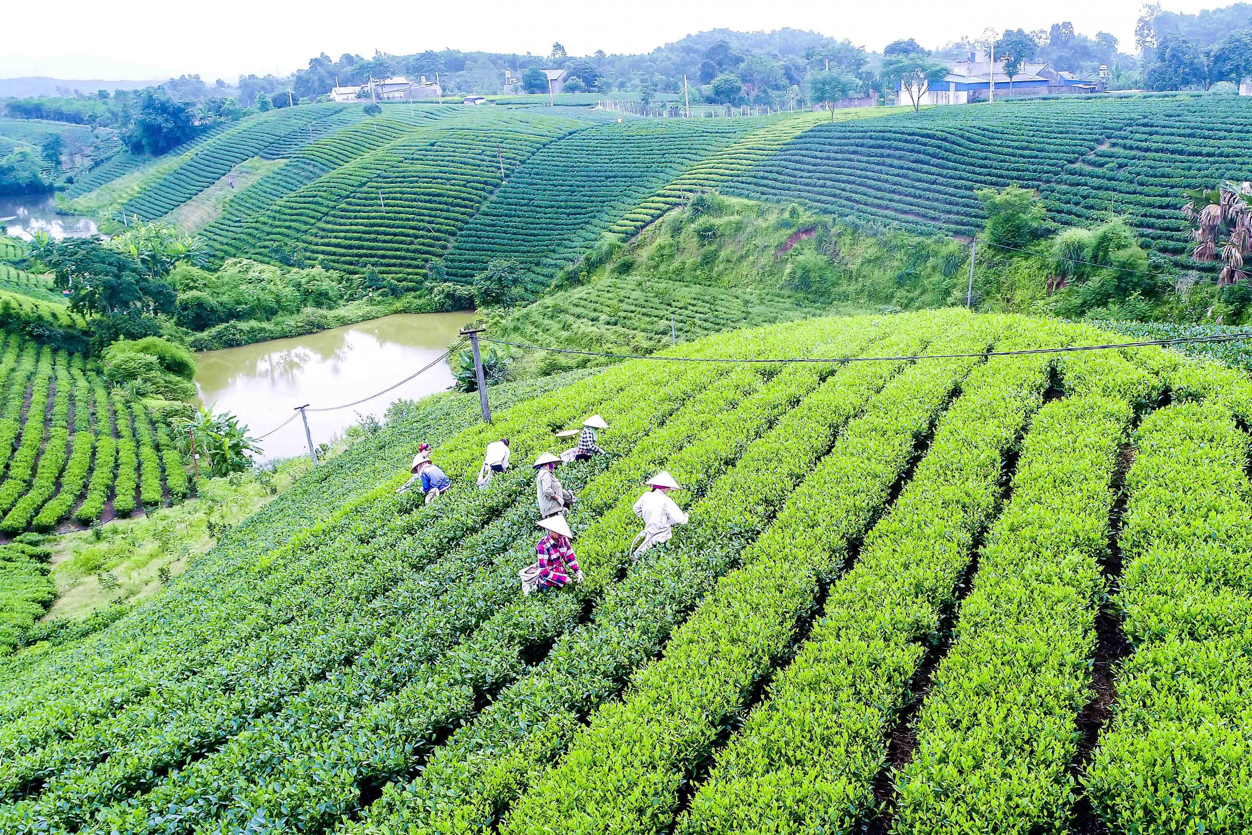 Trà Thái Nguyên tiếp tục khẳng định vị thế là “Đệ nhất danh trà” với các sản phẩm chế biến tinh, sâu, chất lượng cao, mẫu mã đẹp, khẳng định được thương hiệu với thị trường trong nước và quốc tế. Ảnh: Trường Chính Trị tỉnh Thái Nguyên