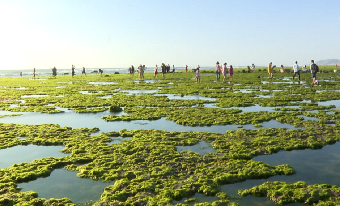 Chỉ cách trung tâm TP. Phan Rang - Tháp Chàm 10km về phía Nam, dọc theo cung đường ven biển 701, du khách sẽ bắt gặp 