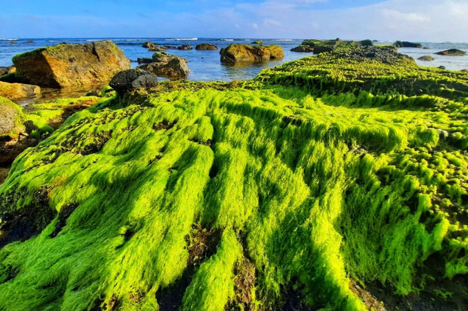 Thời điểm lý tưởng nhất để khám phá cánh đồng rong biển này là vào đầu hè, từ tháng 3 đến tháng 4. Ảnh: Internet