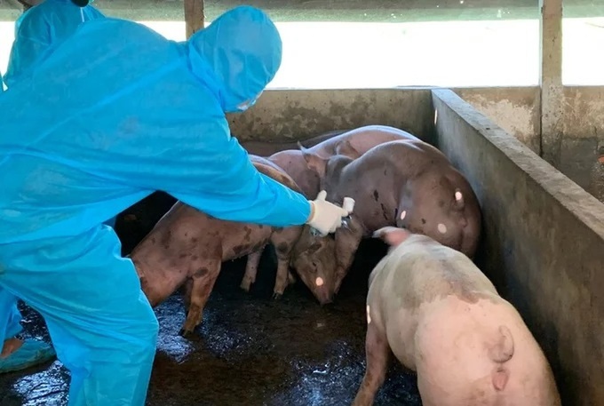 Thủ tướng Chính phủ yêu cầu thực hiện nghiêm các biện pháp phòng, chống bệnh Dịch tả lợn Châu Phi.
