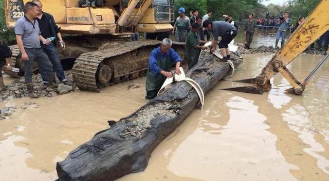 Người đàn ông phải huy động 2 máy xúc, làm việc cật lực 8 ngày mới trục vớt được khúc gỗ. Ảnh: Internet