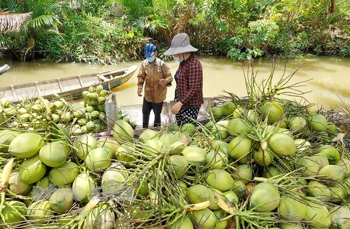 Nâng cao năng suất để tăng giá trị dừa Bến Tre.