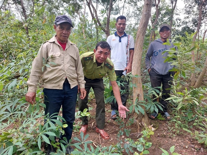 Những cây gỗ trắc tự nhiên trong rẫy mì của người dân. Ảnh: N.D