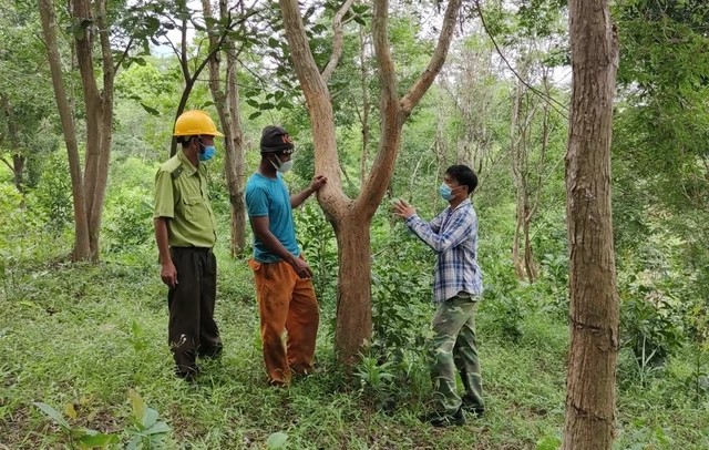 Nhiều vườn trắc của người dân đã thành rừng trắc. Ảnh: Trần Hiếu