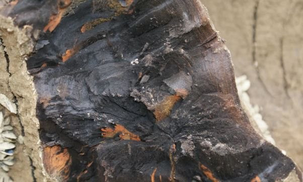 Gỗ âm trầm được mệnh danh là