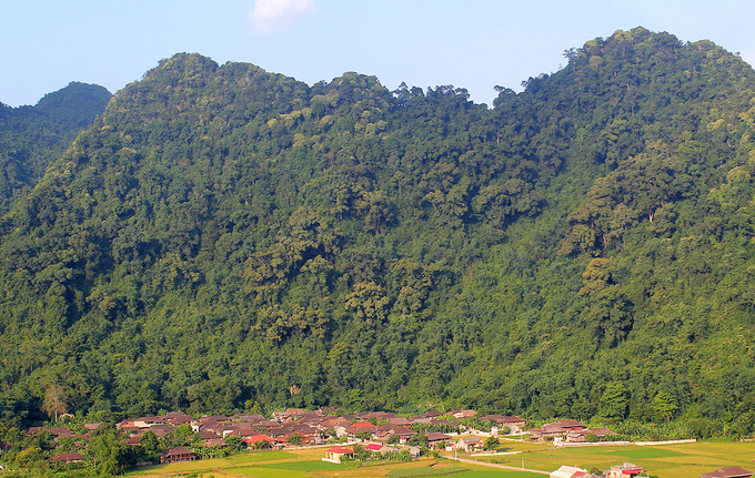 Rừng gỗ ghiến thôn Đông Đằng, xã Bắc Quỳnh, huyện Bắc Sơn, tỉnh Lạng Sơn. Ảnh: Dương Doãn Tuấn