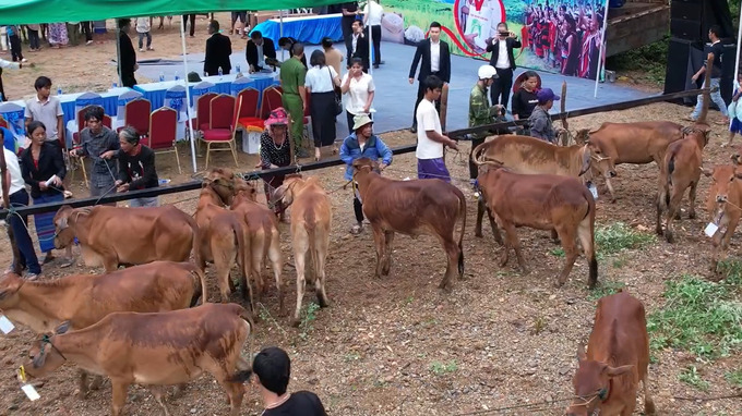 Lãnh đạo Tập đoàn Sơn Hải trao tặng bò cho người dân. Ảnh: Fanpage Sơn Hải Group