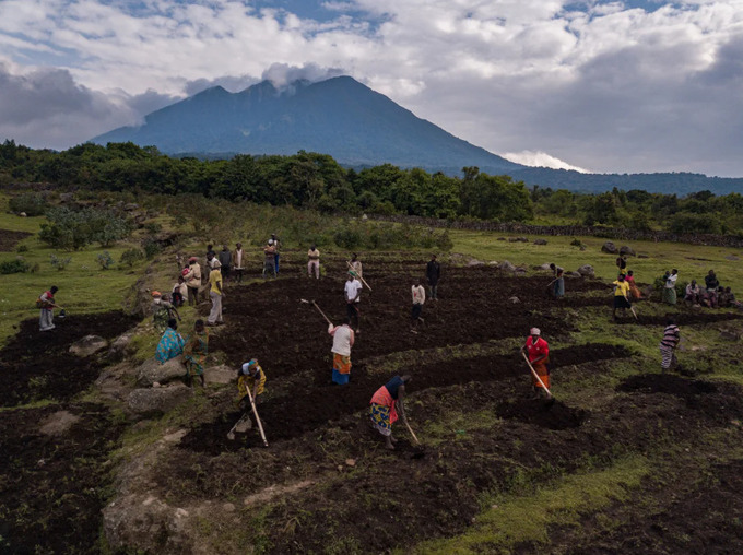 Công ty Volcanoes Safaris sẽ dùng tiền từ chi phí trải nghiệm đắt đỏ để đầu tư vào phát triển du lịch bền vững. Ảnh: Volcanoes Safaris