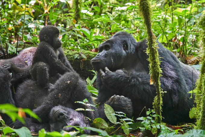 Du khách khi đến đây có cơ hội chứng kiến cảnh tượng đáng nhớ. Ảnh: Discover Africa Safaris