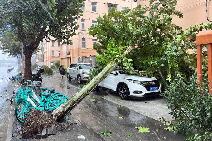 Một cây đổ được nhìn thấy trên đường phố giữa lúc mưa lớn. Ảnh: REUTERS/Xihao Jiang