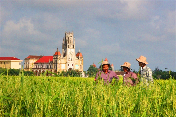 29-Khu-sản-xuất-giống-lúa-lai-F1-tại-xã-Trực-Hùng-huyện-Trực-Ninh-Nam-Định.-Ảnh-minh-họa-Minh-Phúc.