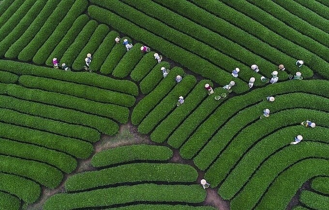 Từ trung tâm Hà Nội, du khách chỉ cần di chuyển khoảng 200km, mất khoảng 3 giờ là đến được Mộc Châu. Ảnh: Internet