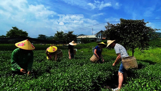 Du khách nước ngoài trải nghiệm hái chè ở Liên hiệp HTX Du lịch cộng đồng Tân Cương (TP. Thái Nguyên)