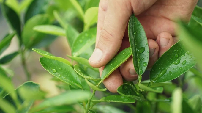 Lá của một số cây này là loại gia vị quen thuộc trong các bữa ăn, được ví như “nhân sâm của người nghèo”. Ảnh: Internet