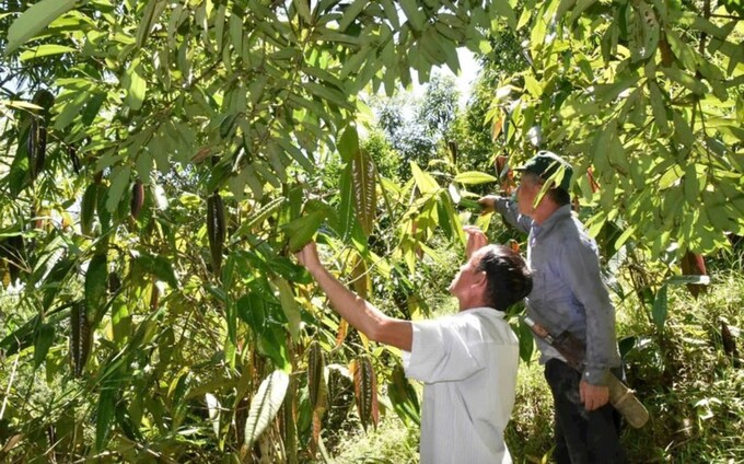 Những gốc chè hoa vàng xanh tươi trong vườn nhà ông Sinh ở xã Thông Thụ, huyện Quế Phong, Nghệ An, hứa hẹn cho một mùa thu hoạch bội thu.