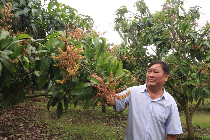 Vườn xoài của gia đình ông Trần Văn Khuông, nông dân tỷ phú thôn Tân Lập, xã Đắk Gằn, huyện Đắk Mil (tỉnh Đắk Nông) xanh tốt quanh năm.