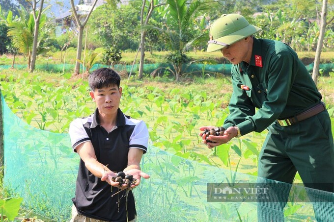 Anh Hoàng Văn Trường (áo đen) ở thôn Sơn Bắc (xã Mai Sơn, huyện Lục Yên, tỉnh Yên Bái) có trên 1 mẫu ruộng thì gia đình đã dành hầu hết diện tích đào ao nuôi ốc nhồi-một loại ốc đặc sản hiện nay.