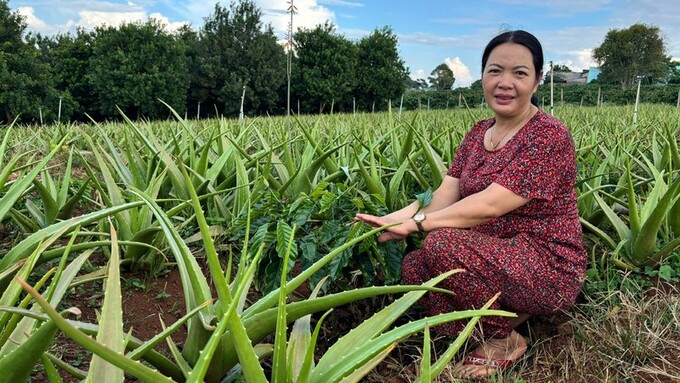 Trồng nha đam xen trong vườn cà phê lấy ngắn nuôi dài ở xã Phúc Thọ, huyện Lâm Hà (tỉnh Lâm Đồng).