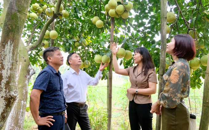 BƯỞI