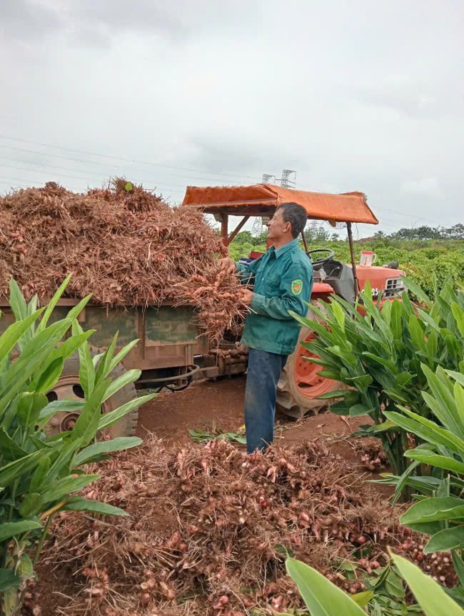 Thu hoạch riềng tại hộ gia đình ông Nguyễn Văn Luật (xã Công Liêm, huyện Nông Cống, Thanh Hóa).