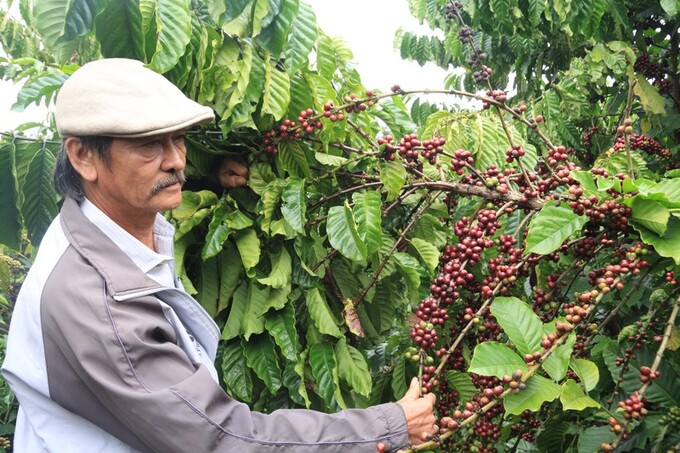 Phương pháp canh tác cà phê đa thân không hãm ngọn được ông Nguyễn An Sơn, tỷ phú nông dân trồng cà phê ở xã Ea Kpam, huyện Cư M'gar áp dụng không chỉ tiết kiệm chi phí đầu tư mà còn tăng năng suất.