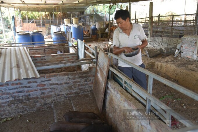 Thức ăn cho đàn lợn rừng là ngô, rau, chuối và bã bia, tuyệt đối không sử dụng cám công nghiệp. Ảnh: Bùi My