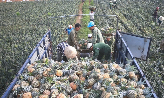 Công nhân HTX thu hoạch trái khóm (dứa).