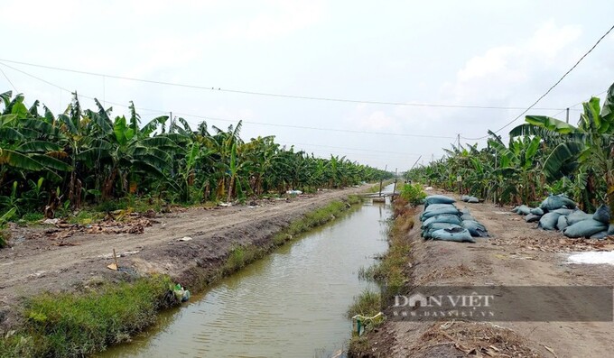 Farm trồng chuối xuất khẩu của ông Nguyễn Lợi Đức, xã Lương An Trà, huyện Tri Tôn (tỉnh An Giang).