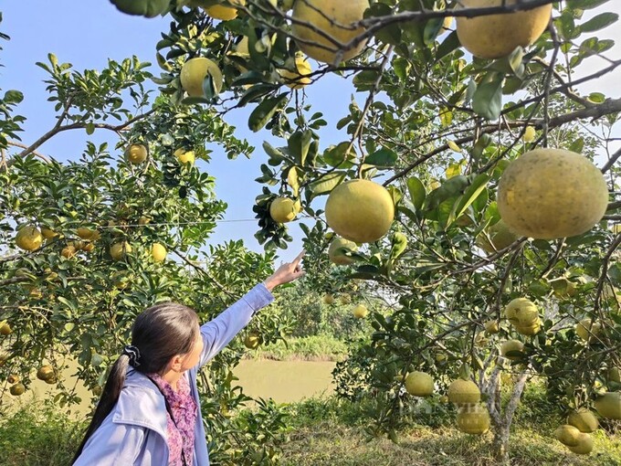 Để giúp kiến vàng di chuyển anh Trịnh Đình Mão đã Để cho đàn kiến sinh trưởng và phát triển tốt trong vườn bưởi, anh Mão đã kết nối các cây bưởi với nhau bằng dây nhựa mỏng để kiến tiện di chuyển qua lại.