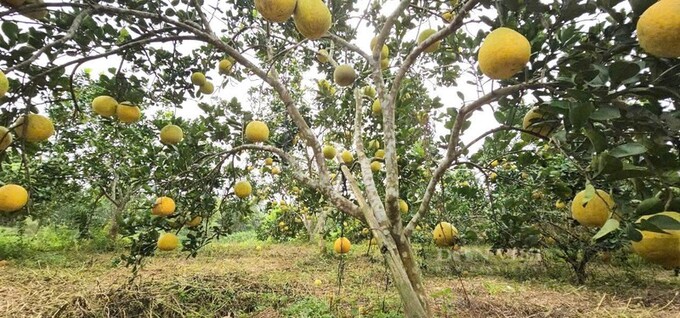 Vườn bưởi của gia đình anh Trịnh Đình Mão ở thôn Trịnh Xá 1 xã Yên Ninh, huyện Yên Định, tỉnh Thanh Hóa sai quả.