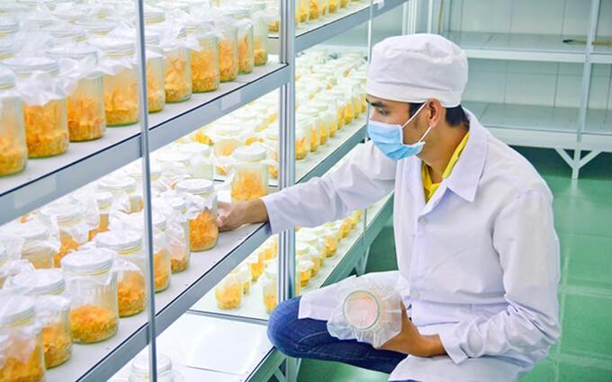 nấm đông trùng hạ thảo