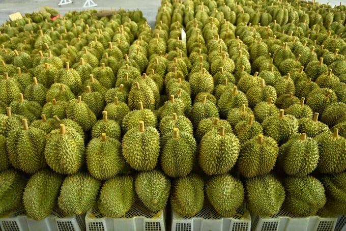 sầu riêng
