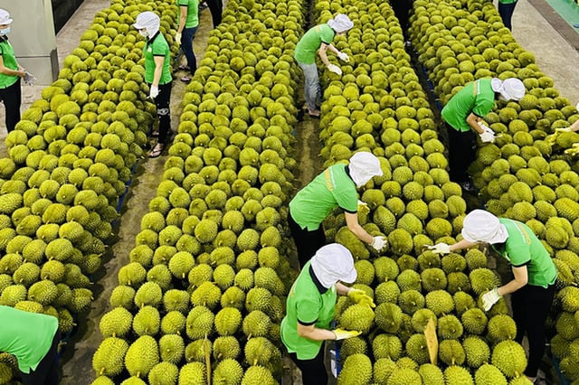 Triển khai các biện pháp bảo đảm sản xuất, chế biến, tiêu thụ và xuất khẩu nông sản. Ảnh minh hoạ.