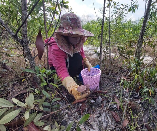 loc-troi-xuat-hien-khi-troi-mua-thanh-dac-san-co-huong-vi-la-duoc-ua-chuong-dan-hai-ve-ban-200000-do-2-1748938981-516-width660height550