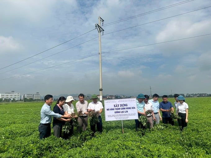 Các đại biểu tham quan cánh đồng lạc của HTX Bắc Yên, Yên Lâm (Yên Mô).