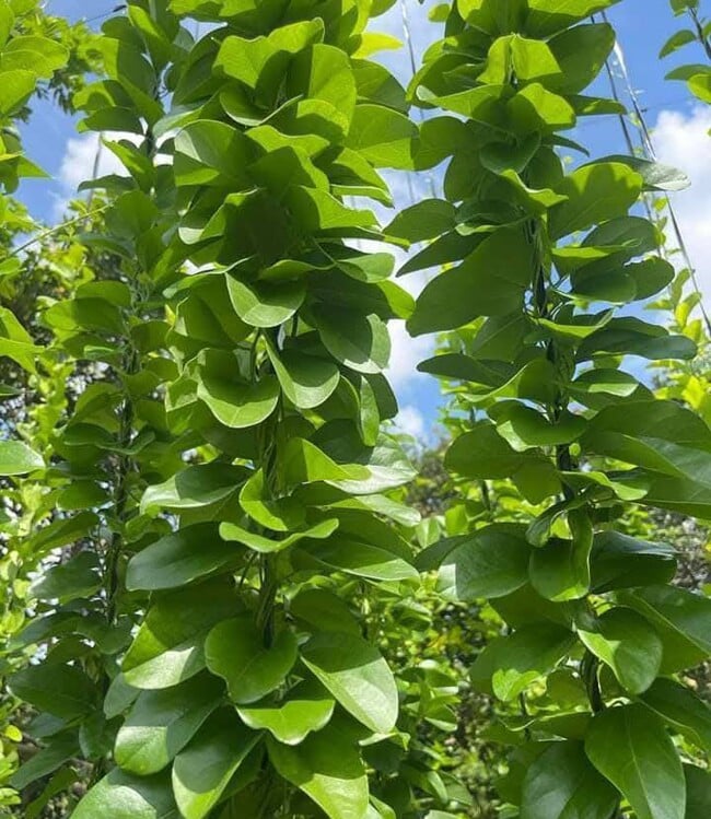 nghe-la-o-viet-nam-cay-dai-mang-ve-trong-hai-la-ban-quanh-nam-cham-vai-thang-bat-dau-hot-bac-thanh-d-b-1749703819-33-width650height749